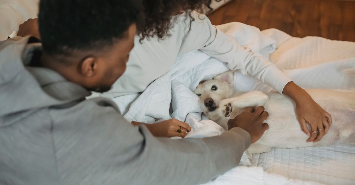 Are Private Pet Suites Worth the Cost for Travelers With Dogs?
