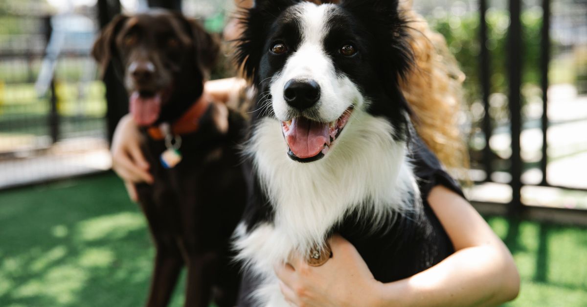 Dog Boarding Near Me in Las Vegas: How to Choose the Best Overnight Pet Care Facility