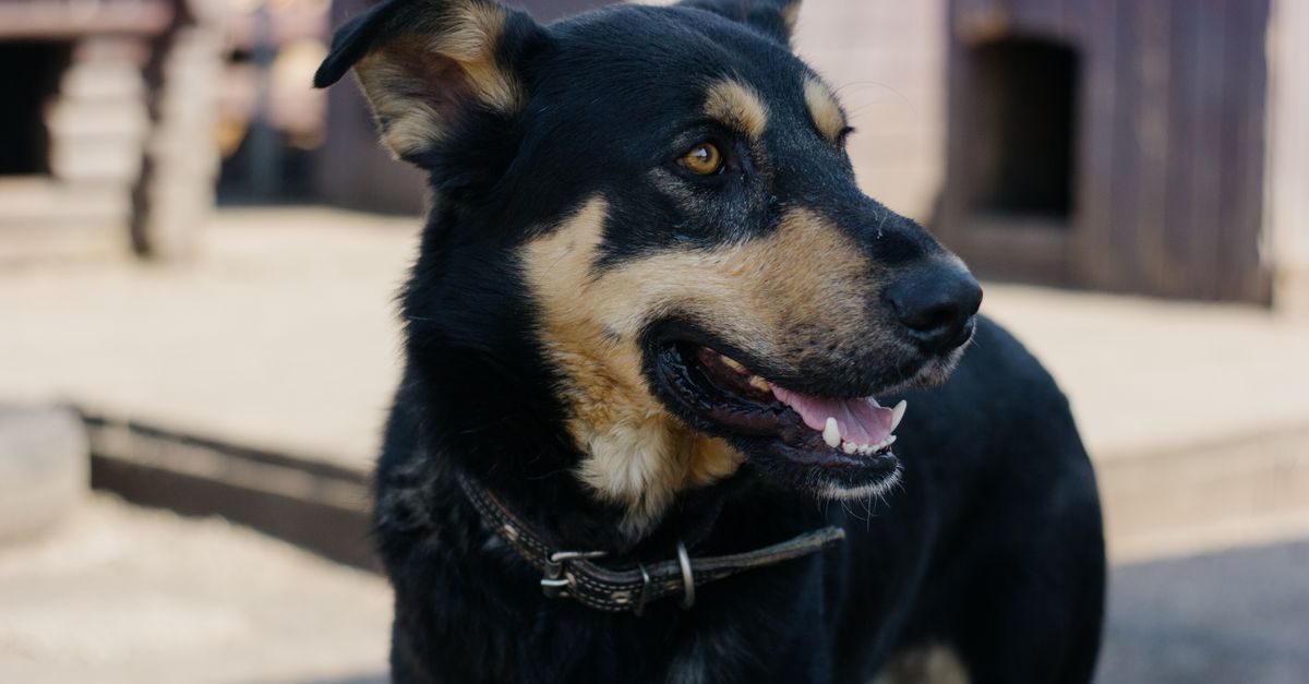 How Can I Find Reliable Pet Daycare and Dog Boarding in Las Vegas?
