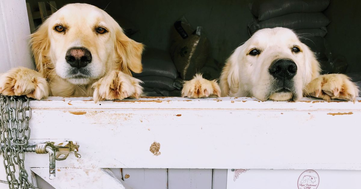 How do I choose the best luxury dog boarding while traveling?
