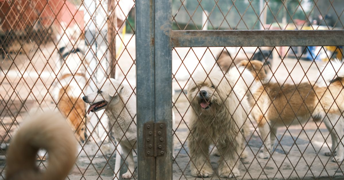 How Do I Choose the Right Dog Daycare or Climate‑Controlled Boarding Facility in Las Vegas?