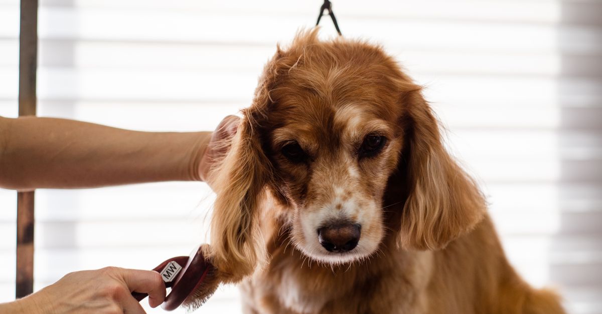How Do I Find Reliable Pet Grooming and Boarding Services in Las Vegas?