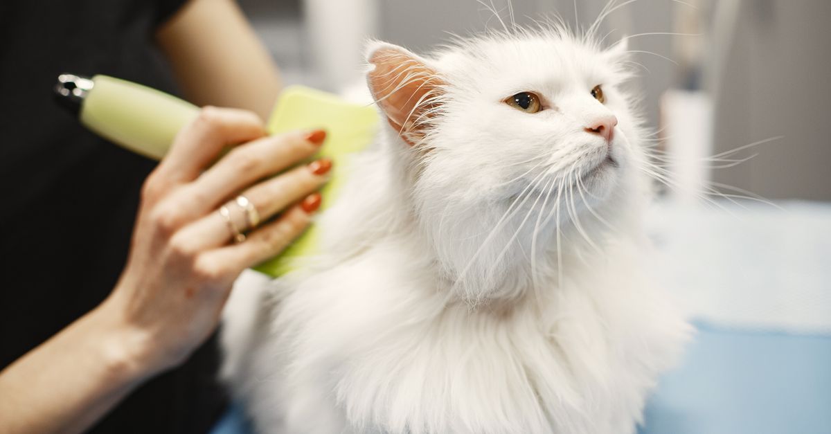 How do I find reliable pet grooming appointments and quality cat boarding near me?