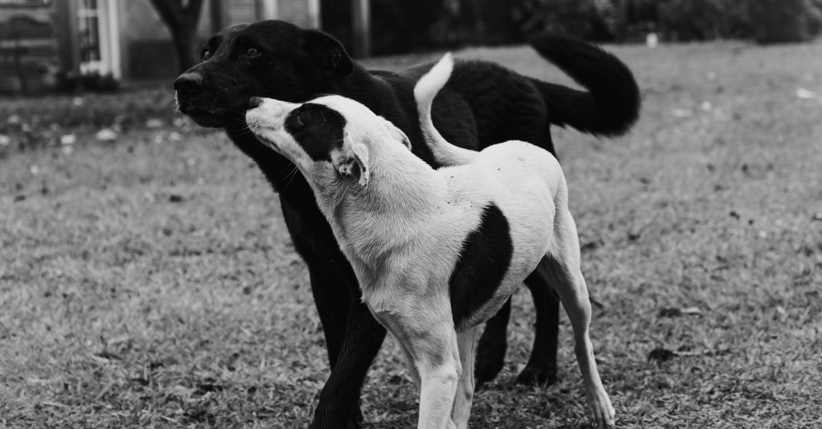 How Do I Prepare My Dogs and Cats for Overnight Boarding When Planning a Vacation?
