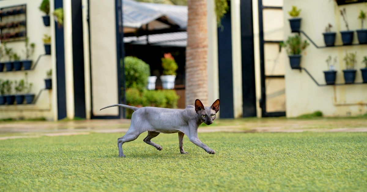 How to Choose a Reliable Dog Daycare or Cat Hotel in Las Vegas 2026