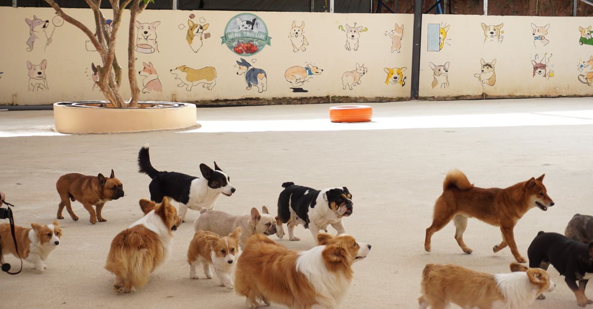 How to Choose a Reliable Dog Daycare or Hotel in Las Vegas