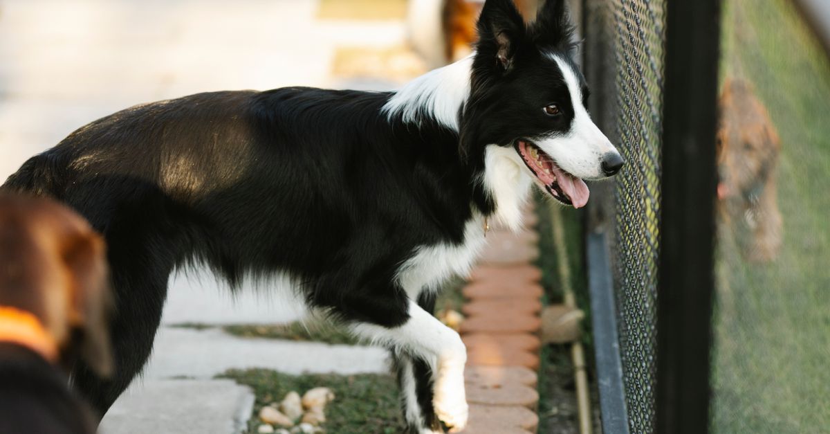 How to Choose Reliable Pet Boarding, Daycare, and Cat Services Near Me in 2026
