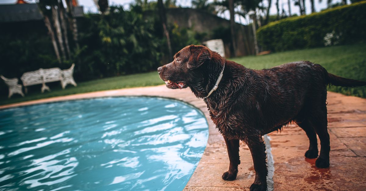 How to Choose Reliable Pet Boarding for Vacations in Las Vegas