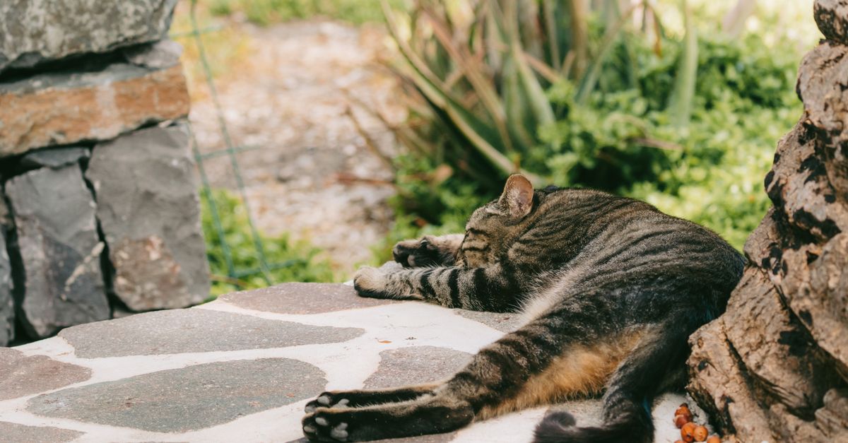 How to Pick the Best Pet Boarding in Las Vegas When You Travel