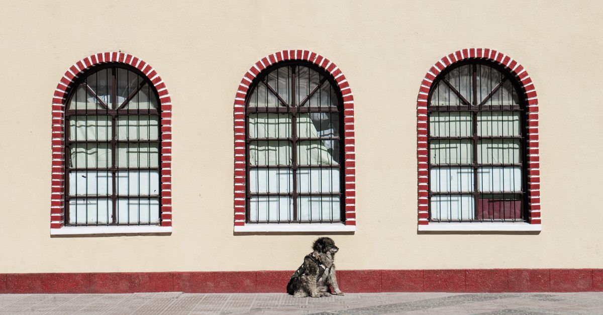 How to Prepare Your Dog for Boarding at a Las Vegas Pet Resort