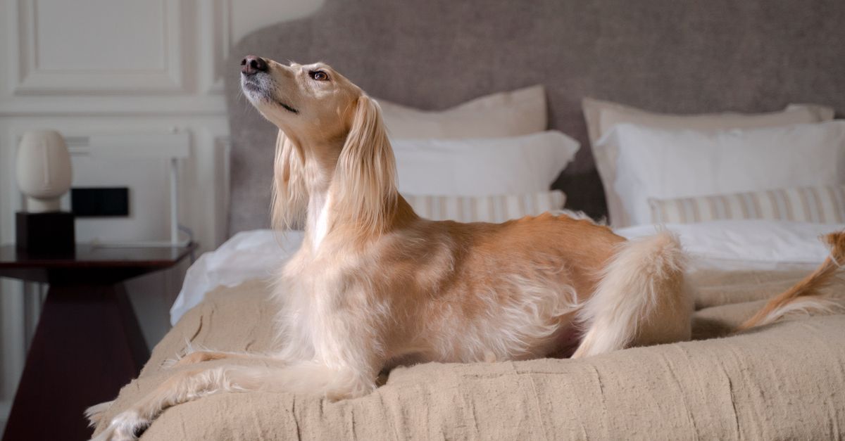 Pet Boarding Las Vegas: What to Pack for a Long Weekend Trip