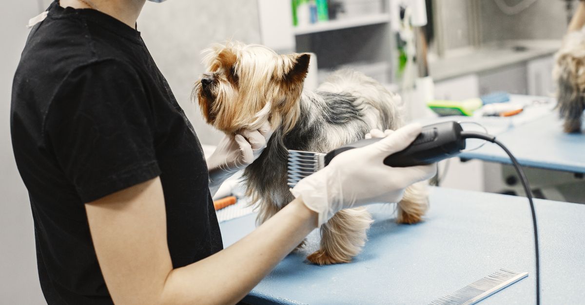 What Are the Best Local Pet Boarding Options in Las Vegas for 2026?