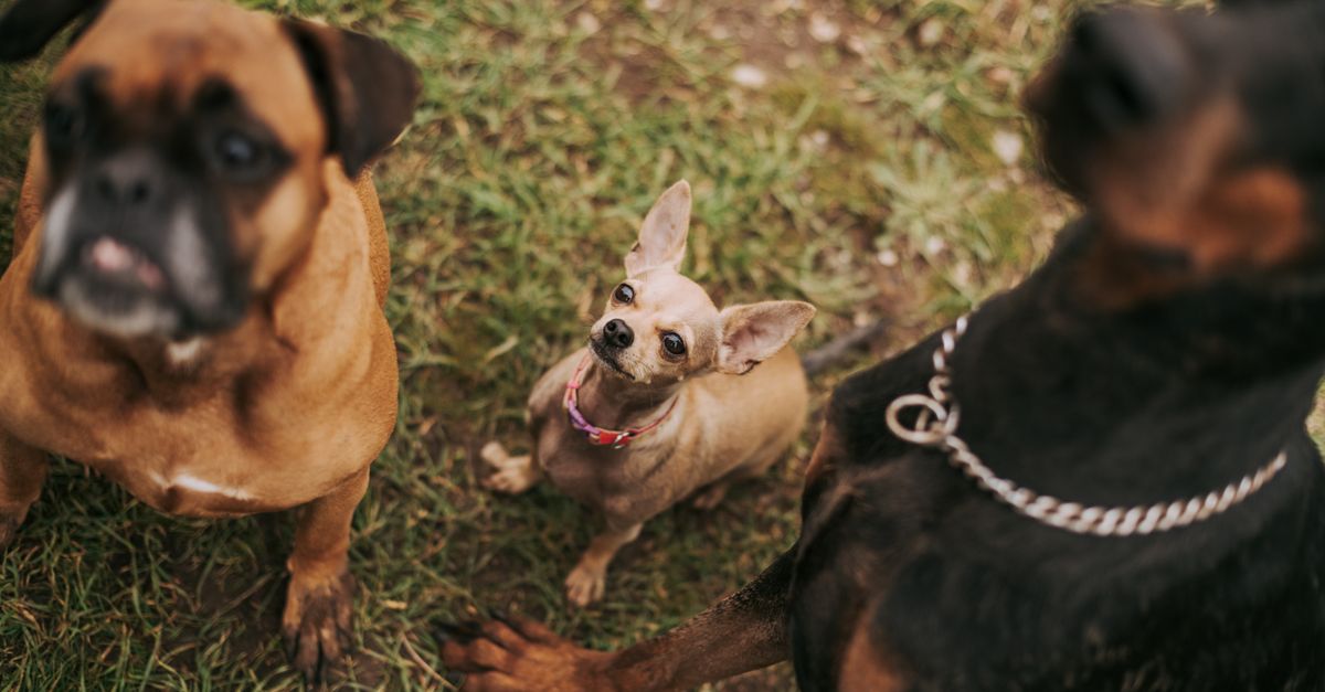 What Should I Look For When Choosing a Social Dog Daycare in Las Vegas?