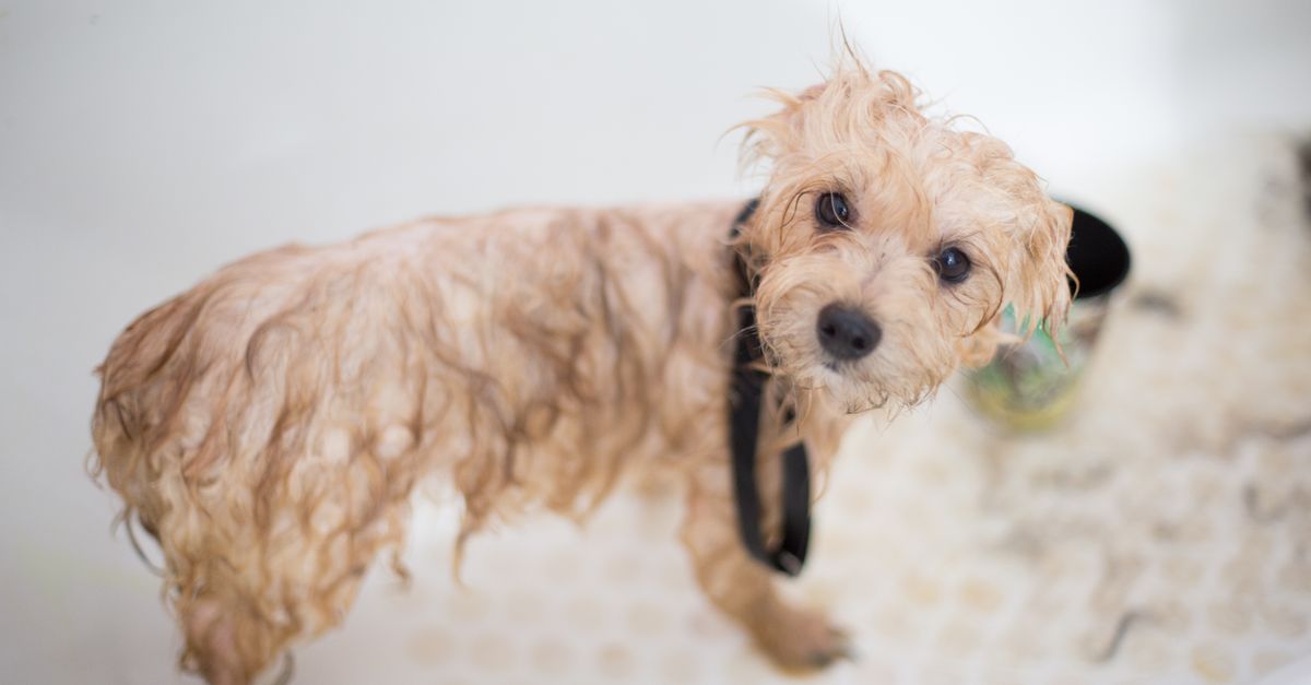What Should I Look For When Choosing Dog Grooming Near Me?
