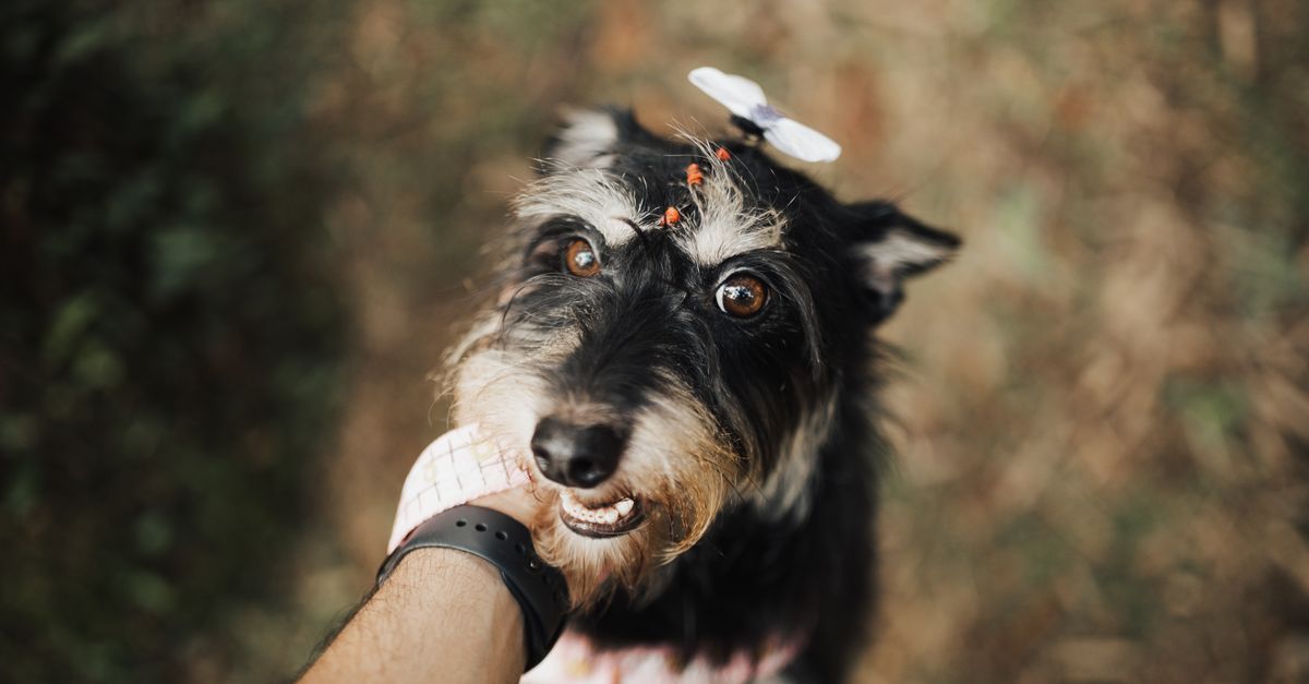 What Should I Look for When Choosing First‑Time Pet Boarding in Las Vegas?