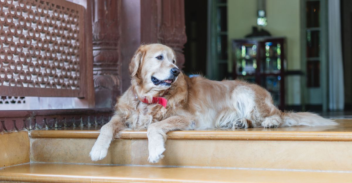 What Should I Look For When Choosing Short-Term Pet Boarding in Las Vegas?