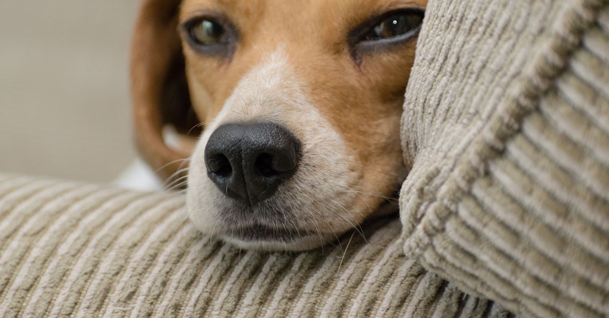 What to look for in comfortable pet boarding while traveling?