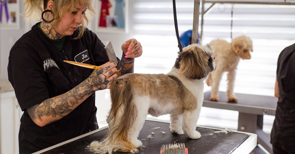 Dog grooming appointments in Rochester, NY