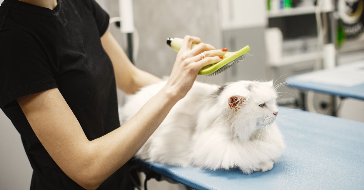 How Do I Choose a Professional Pet Care Service with Luxury Cat Boarding and Private Suites in Las Vegas?