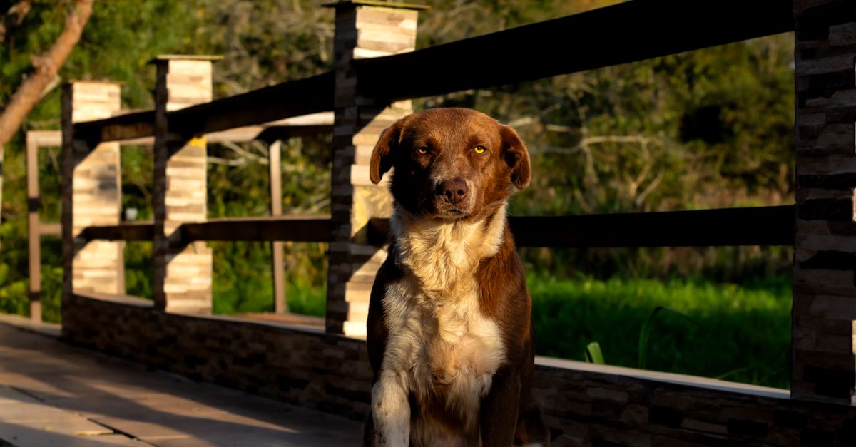 How Do I Find Reliable Pet Daycare and Grooming Services in Las Vegas?