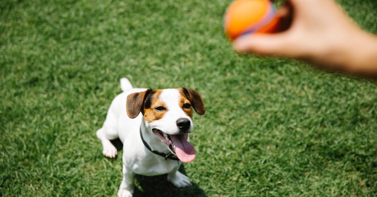 How Should I Prepare My Dog for Boarding and Grooming in 2026?