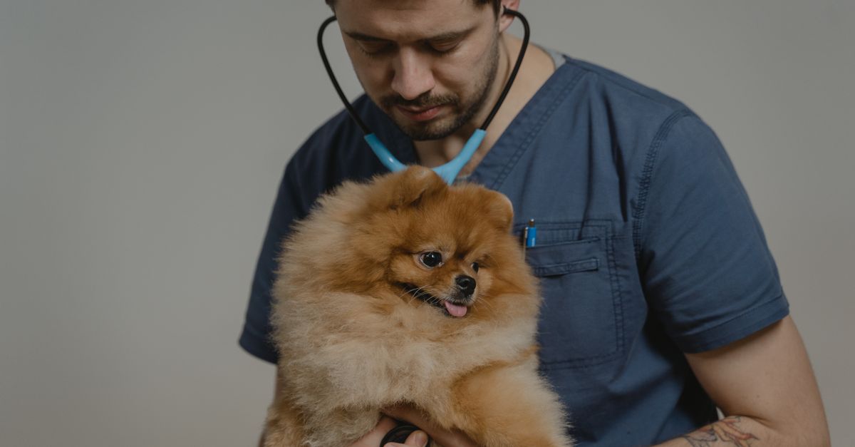 How to Choose the Right Pet Grooming Appointment, Private Dog Suite, and Boarding Service for Your Dog in 2026