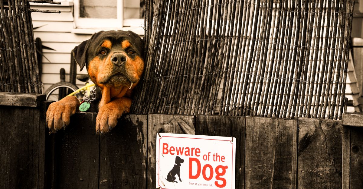 How to Ensure Pet Boarding Safety at a Luxury Cat Boarding Hotel in Las Vegas