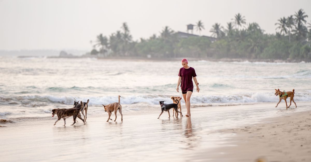 How to Find Reliable Pet Vacation Care, Dog Grooming Appointments, and Cat Boarding in Las Vegas?