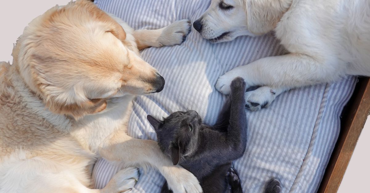 Private Dog Suites, Cat Boarding, and Pet Wellness: Essential Guide