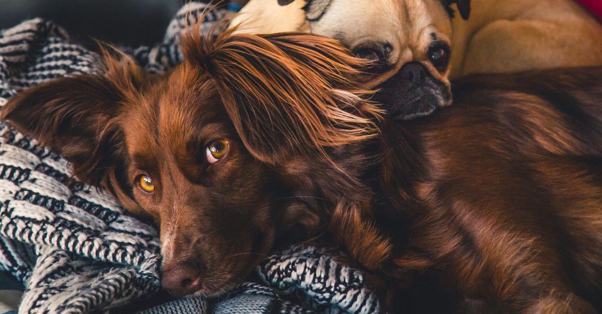 Should I choose long‑term pet boarding in Las Vegas?