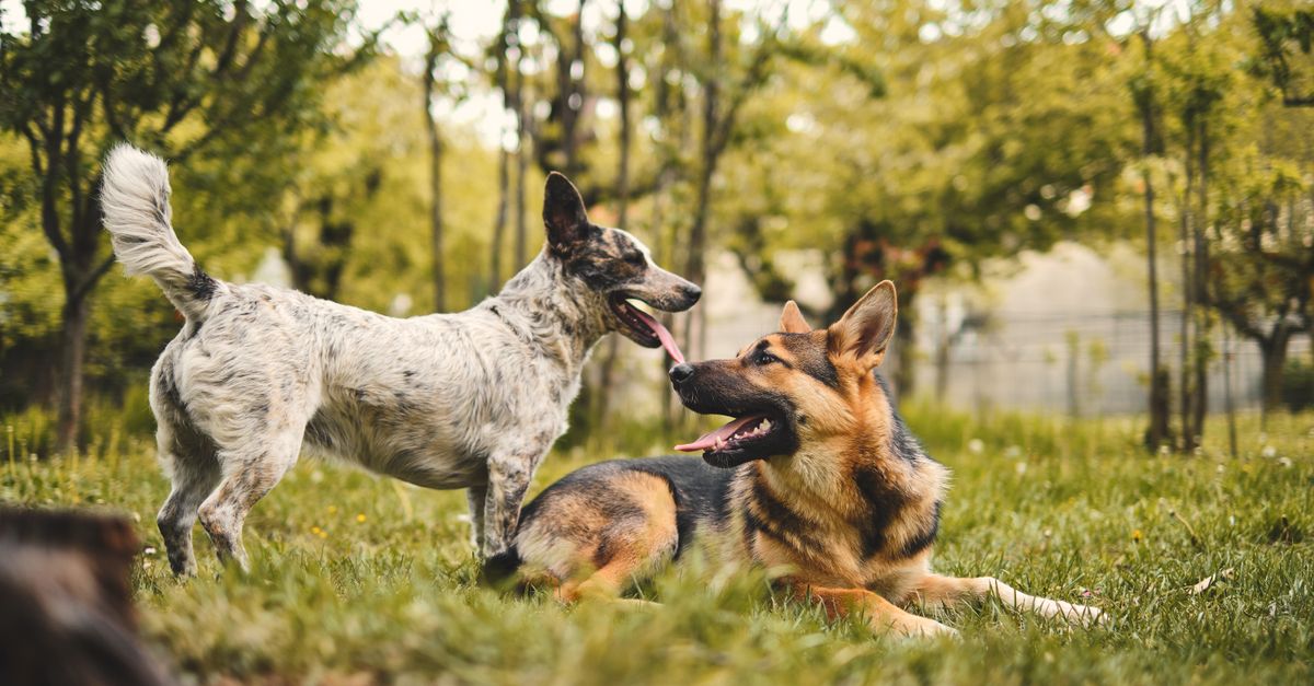 What Are the Best Practices for Selecting Dog Daycare Services Near Me?