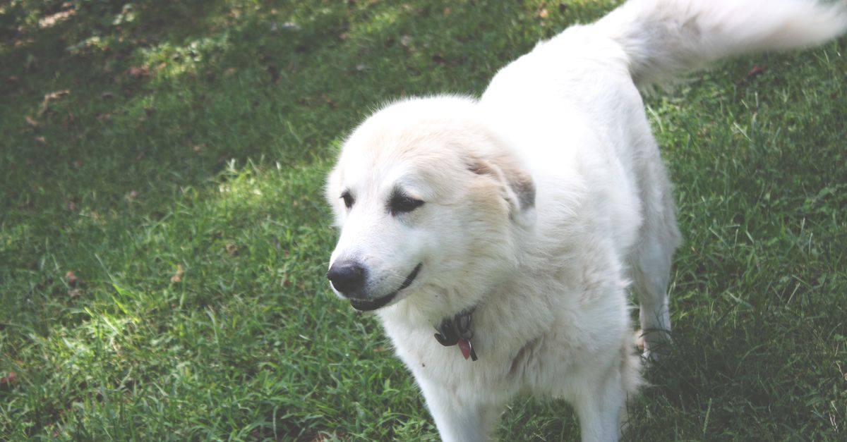 What Makes a Great Pet Resort in Las Vegas for Cats, Dogs, and Traveling Owners?