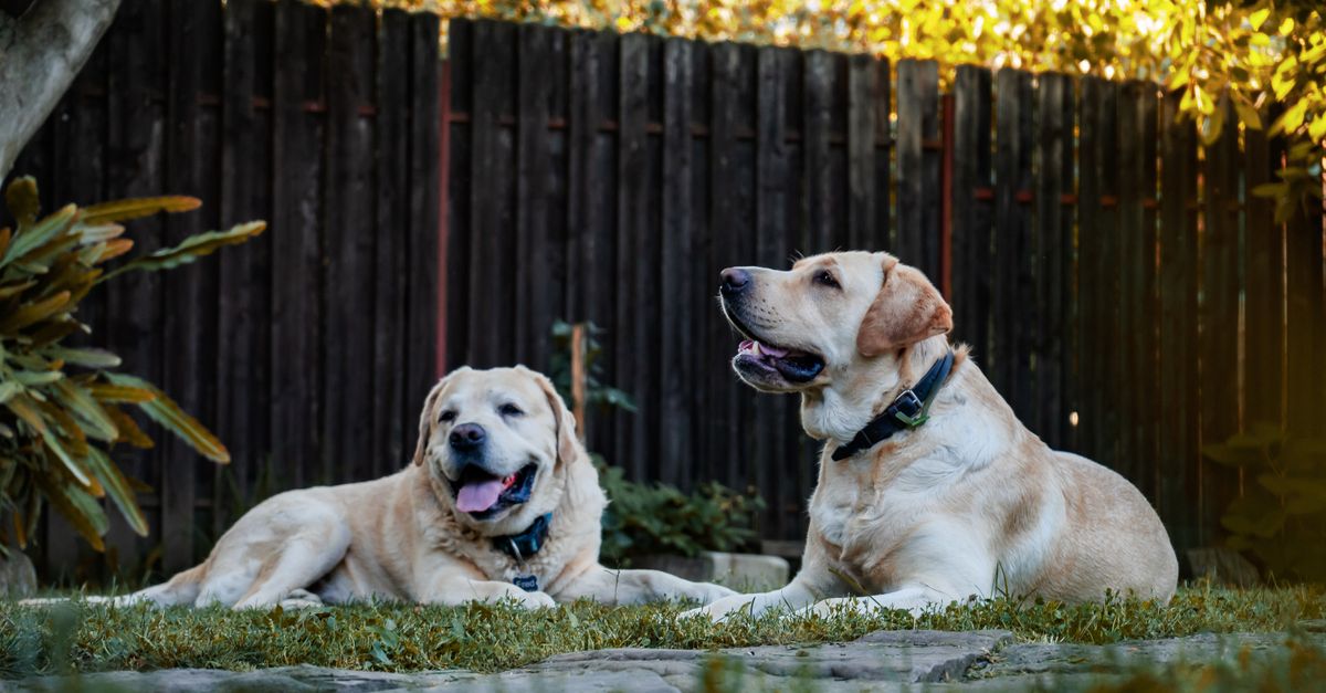 What Should I Look For When Choosing a Professional Dog Boarding Service in Las Vegas?