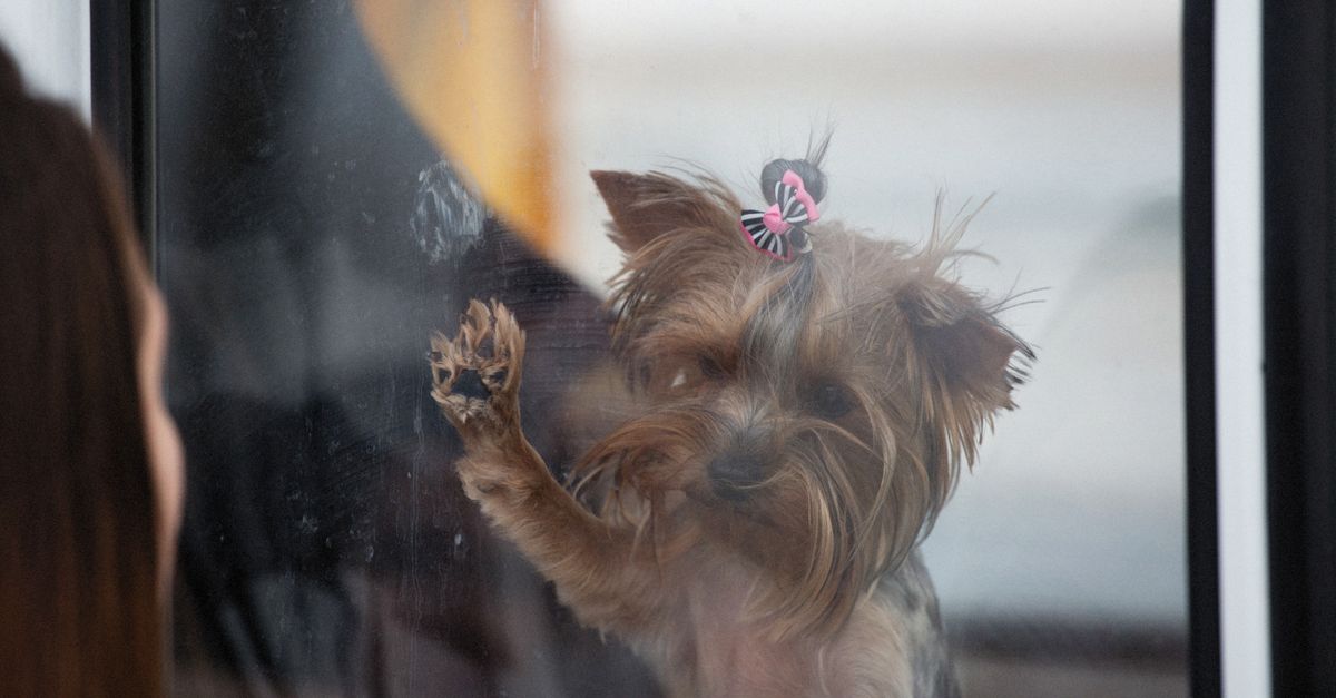 What Should I Look For When Choosing Dog Daycare Services in Las Vegas?