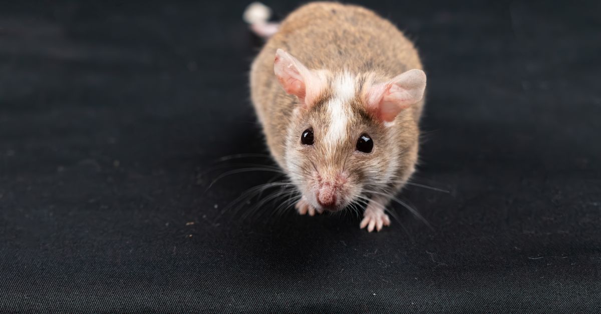 A cute natal multimammate mouse (Mastomys natalensis) on a black background.