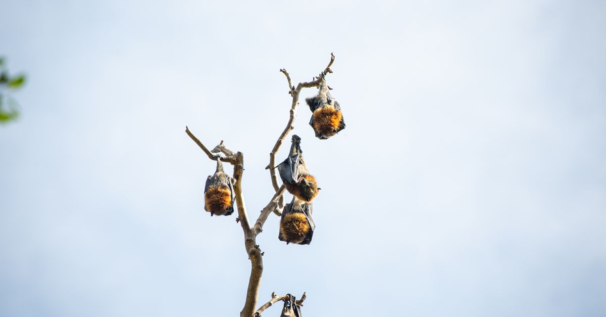 Multiple bats hang upside down on tree branches in daylight, showcasing wildlife behavior.