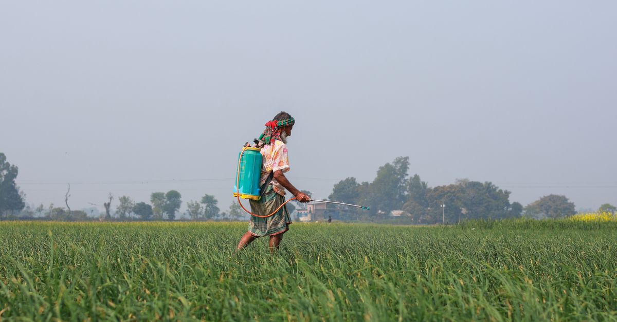 A rural farmer in Pabna, Bangladesh, sprays pesticides over green crops, showcasing agricultural practices.