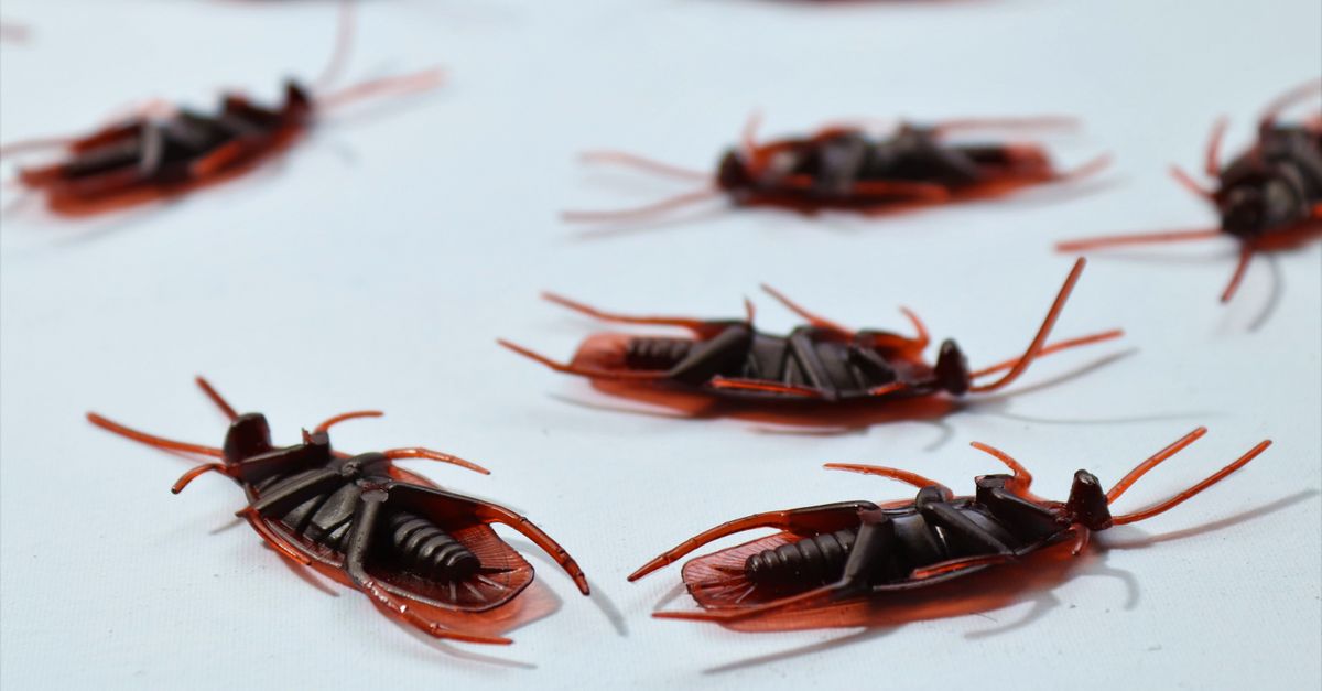 Detailed macro image of several dead cockroaches scattered on a white surface, depicting pest control.