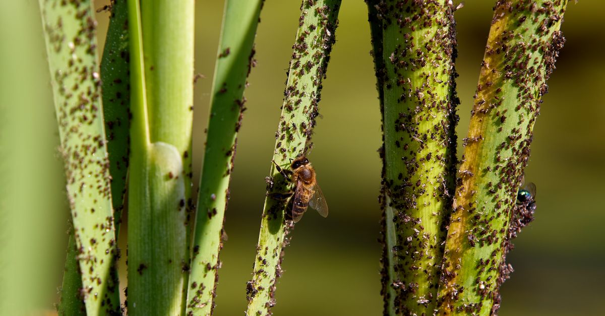 Close-up image of plant stems infested with aphids, highlighting insect interaction.