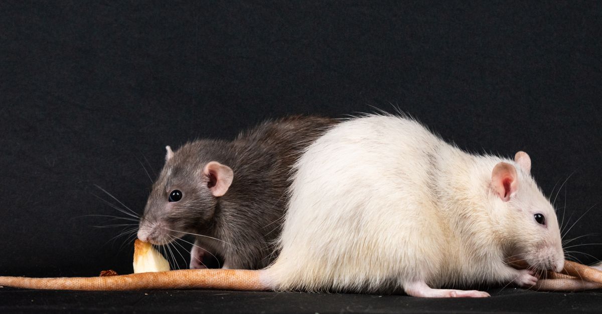 Two pet rats enjoying food against a black background, highlighting rodent companionship.