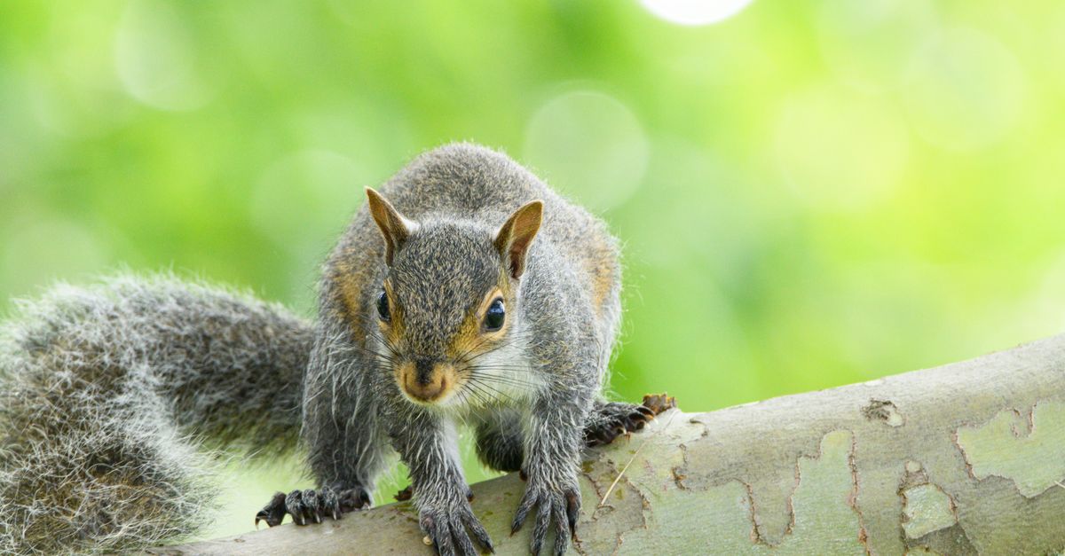 Close-up shot of a gray squirrel on a tree branch with a vibrant green background.