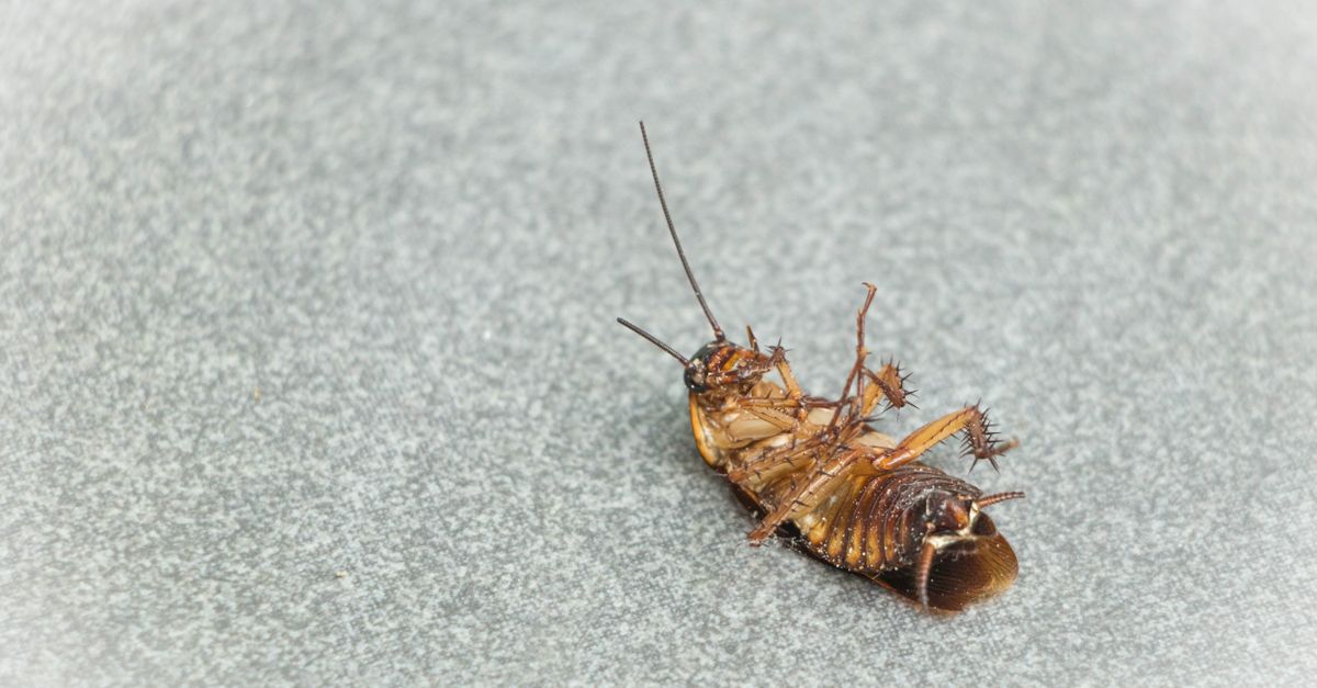 High detail image of a dead cockroach on a light surface.