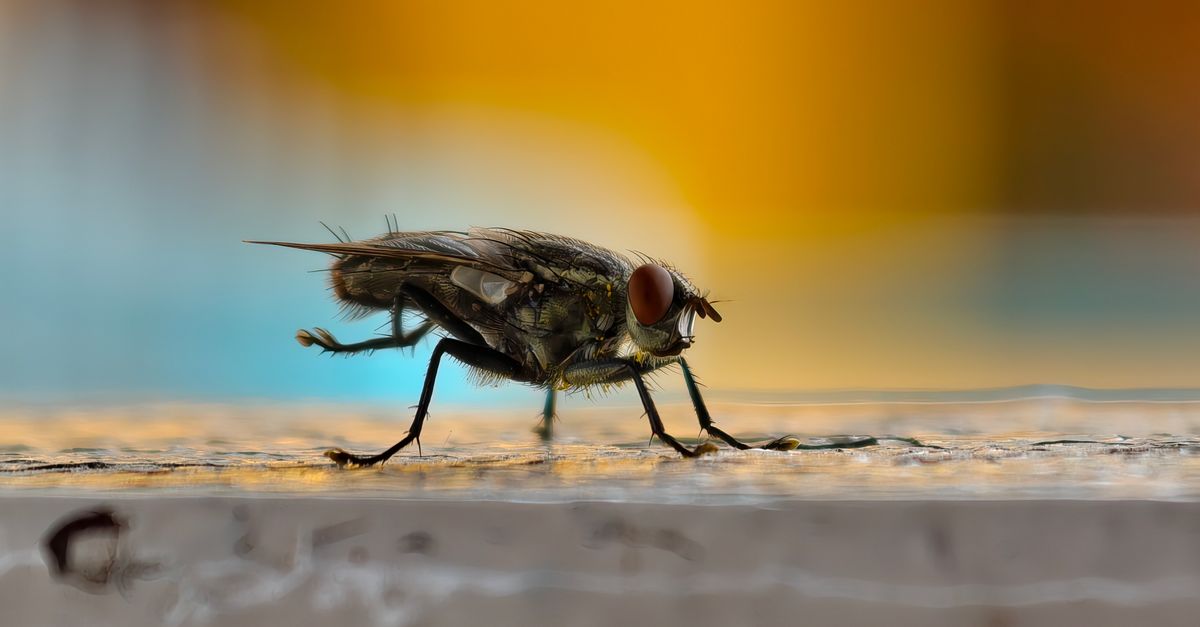 Detailed macro shot of a housefly on hard surface with vibrant bokeh background.