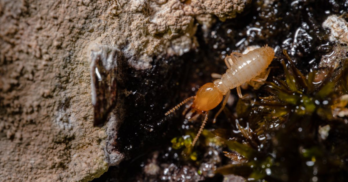 Detailed macro shot of a termite on wood, showcasing insect behavior and texture.