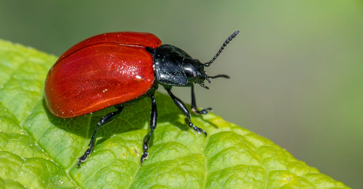 Macro shot of a red poplar leaf beetle on a green leaf during summer.