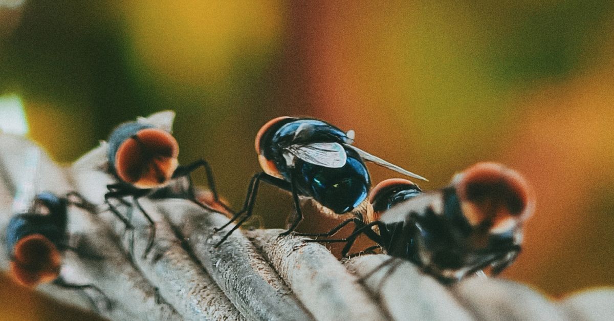 Macro image of flies on a leaf captured in Coimbatore, India, depicting detailed textures and natural colors.