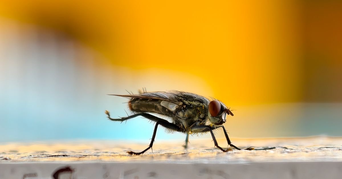 Macro photograph of a housefly, Musca domestica, with vibrant blurred background.