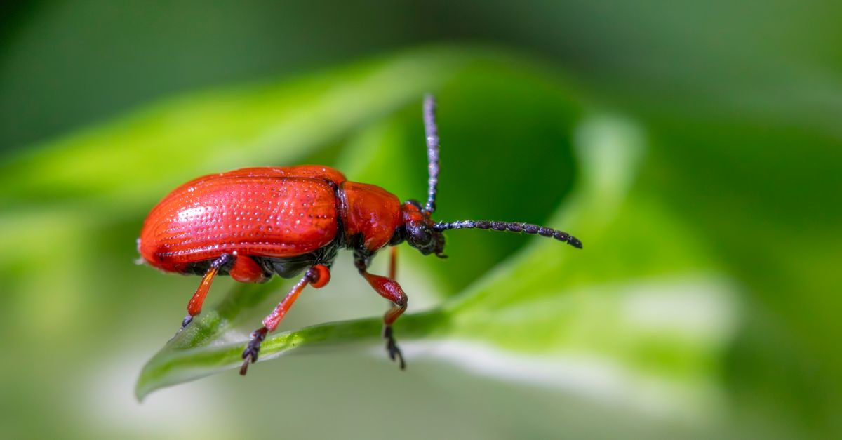 A vibrant red lily beetle perched on a green leaf, highlighting its detailed texture.