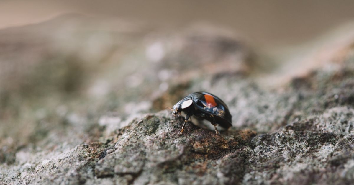 Macro shot of a ladybug crawling on a textured rock surface outdoors.