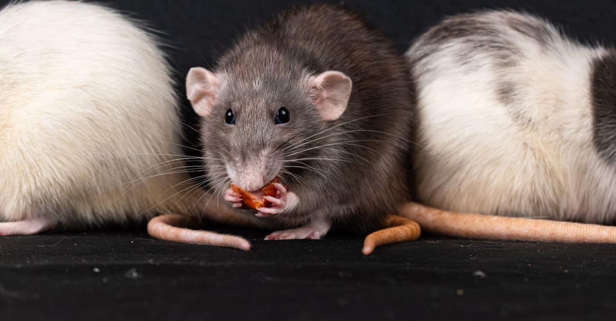 Three domestic rats, including a gray rat, enjoying a snack in a close-up shot.
